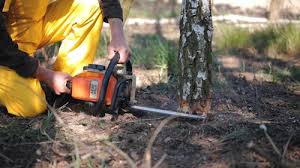 Best Tree Mulching  in Ddleville, MI