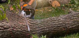 Best Tree Disease Treatment  in Ddleville, MI