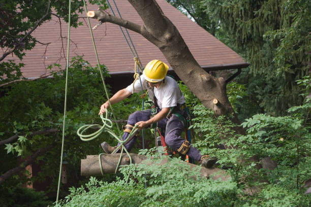 Middleville, MI Tree Removal Services Company