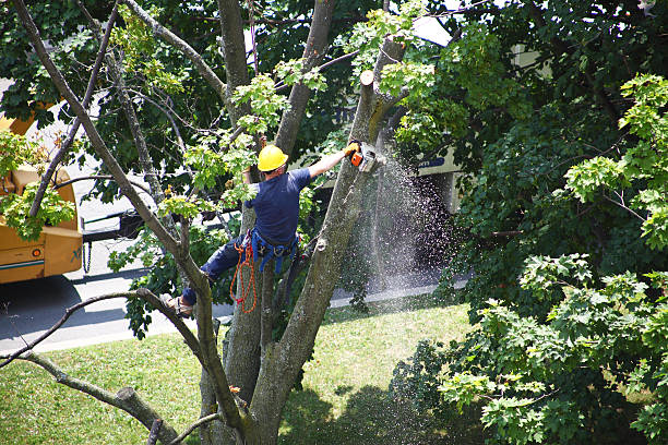 Best Tree Trimming and Pruning  in Ddleville, MI